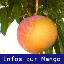mango Info 250